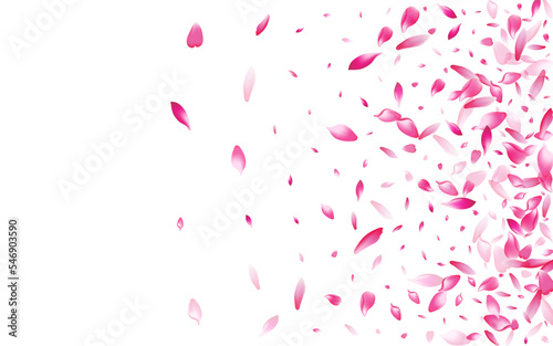 Pink Cherry Petal Vector White Background.