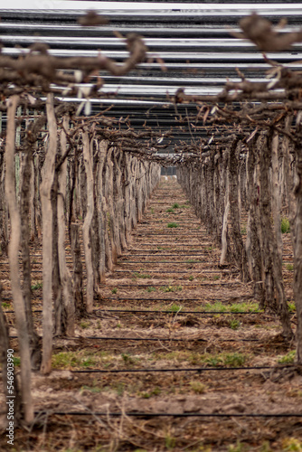 Cultivation of vineyards for wine in the leafless season