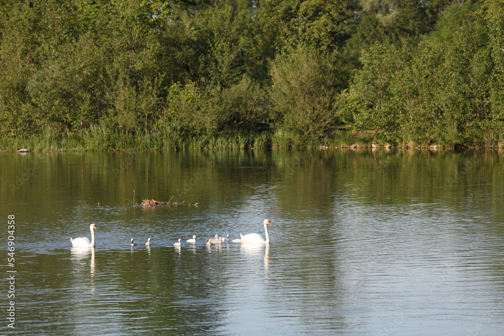 Höckerschwan / Mute swan / Cygnus olor.. Höckerschwan / Mute swan / Cygnus olor..