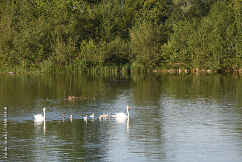 H  ckerschwan   Mute swan   Cygnus olor..