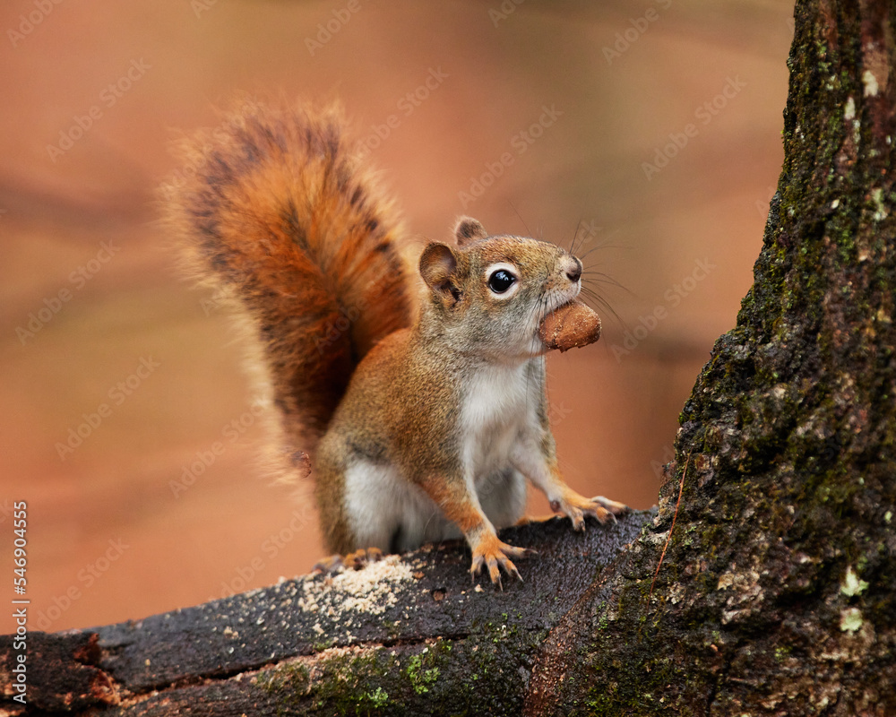 Red squirrel Red squirrel