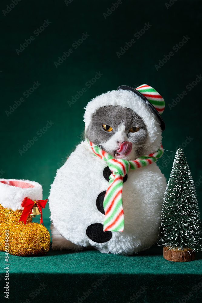 Fototapeta premium cute british shorthair cat with Christmas snowman dress on green background vertical composition