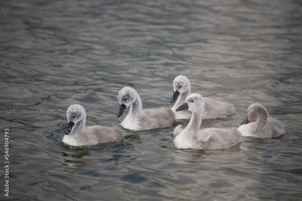 Fototapeta premium Höckerschwan / Mute swan / Cygnus olor..