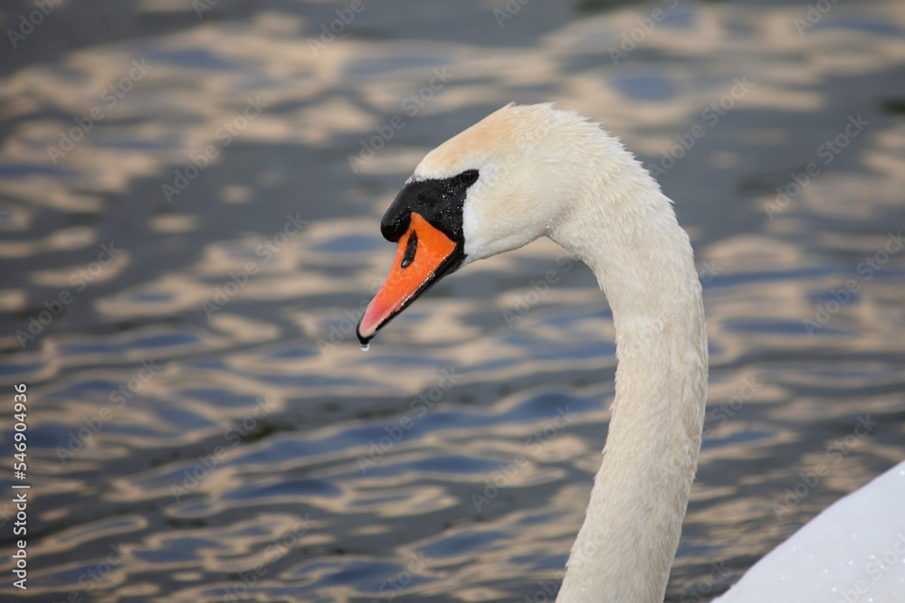 Fototapeta premium Höckerschwan / Mute swan / Cygnus olor