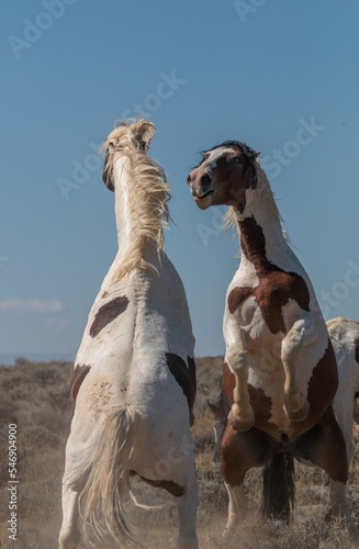 Pair of Wild Horse Stallions Fighting in the Wyoming Desert in Autumn