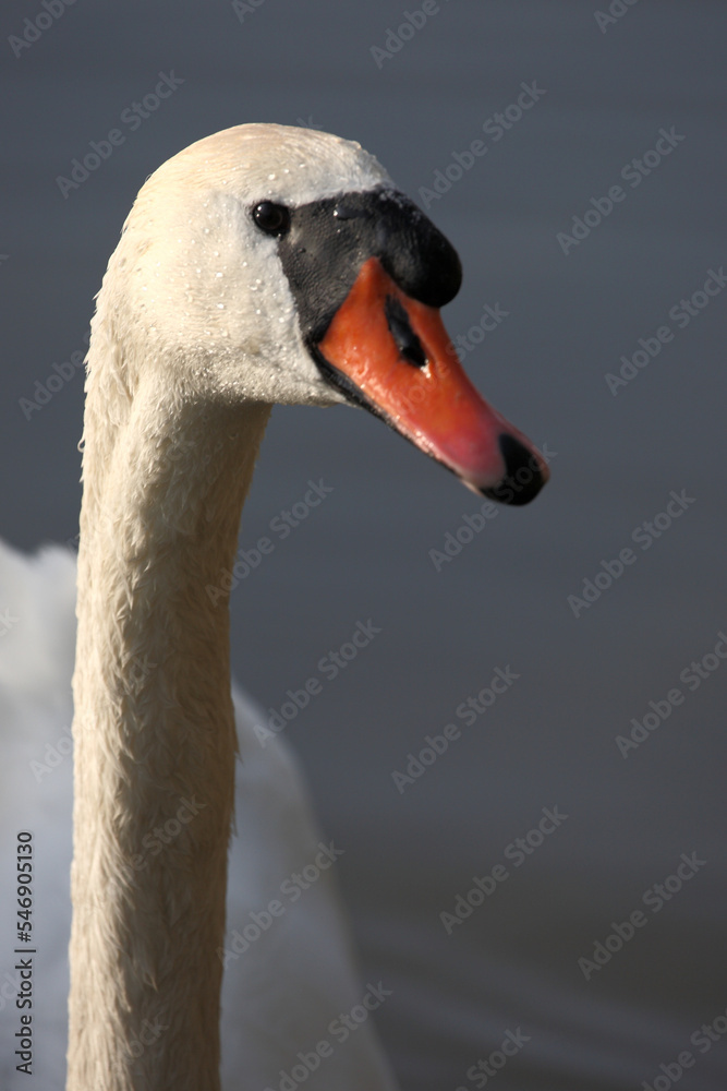 Fototapeta premium Höckerschwan / Mute swan / Cygnus olor