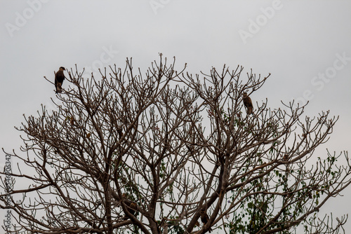 águias pousadas na árvore  carcara photo
