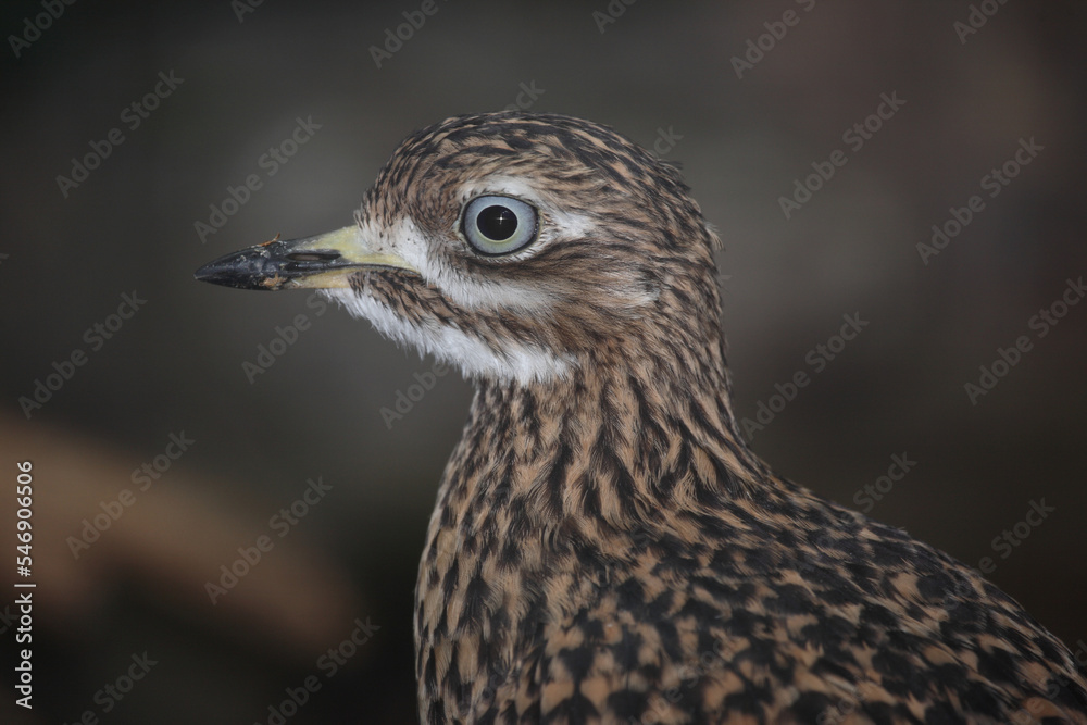 Kaptriel / Spotted thick-knee / Burhinus capensis Kaptriel / Spotted thick-knee / Burhinus capensis