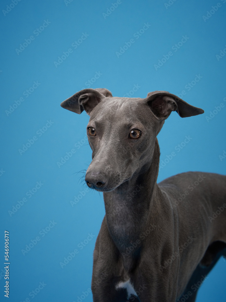 gray italian greyhound on a blue background. Dog studio, for design.