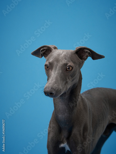 gray italian greyhound on a blue background. Dog studio, for design.