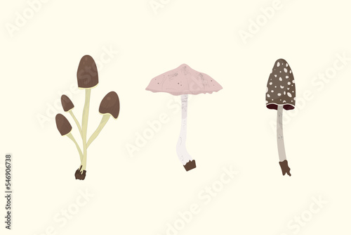 Set of realistic vector mushrooms isolated. © Anyusha