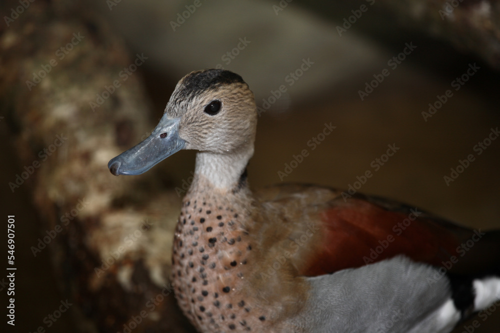 Rotschulterente / Ringed teal / Callonetta leucophrys.. Rotschulterente / Ringed teal / Callonetta leucophrys..