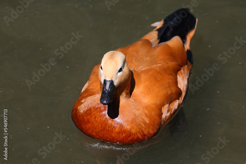 Rostgans / Ruddy shelduck / Tadorna ferruginea.