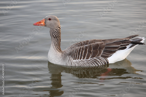 Graugans   Greylag goose   Anser anser