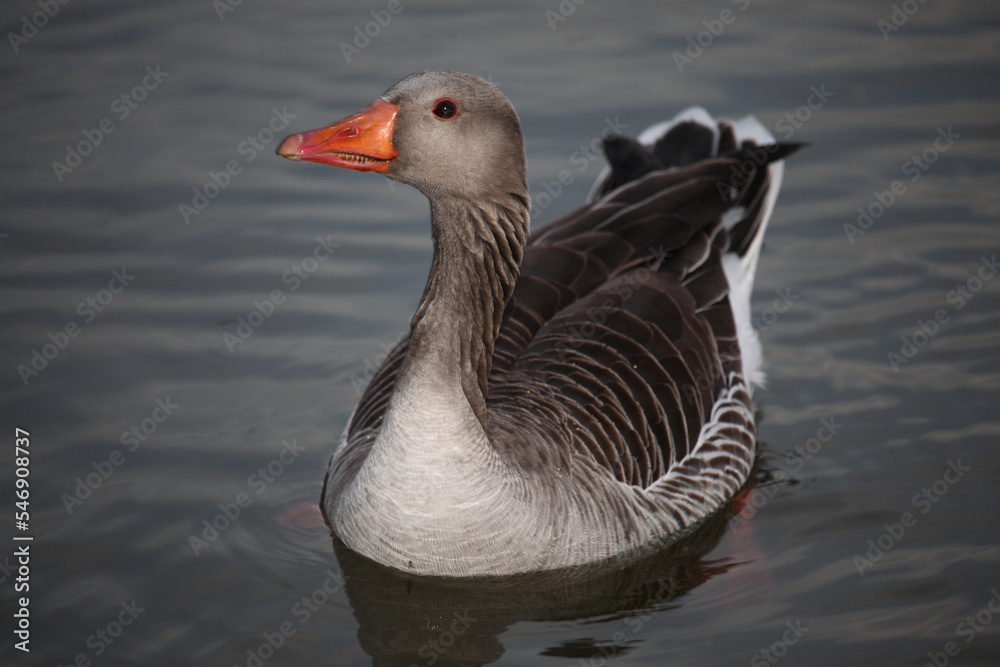 Fototapeta premium Graugans / Greylag goose / Anser anser