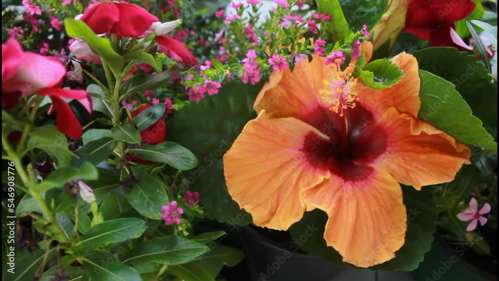 red hibiscus flower in the garden,flower, nature, red, hibiscus, plant, pink, garden, flowers, bloom, flora, blossom, summer, petal, red hibiscus flower in the garden,flower, nature, red, hibiscus, plant, pink, garden, flowers, bloom, flora, blossom, summer, petal,