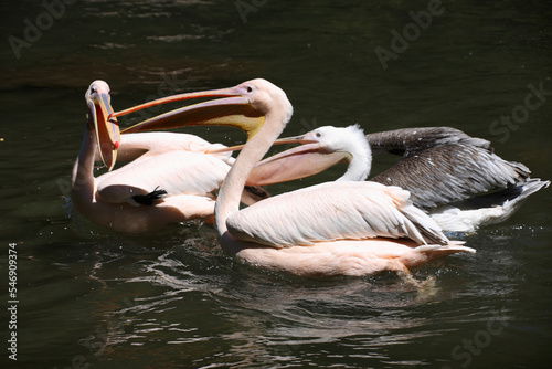 Rosapelikan / Great white pelican / Pelecanus onocrotalus