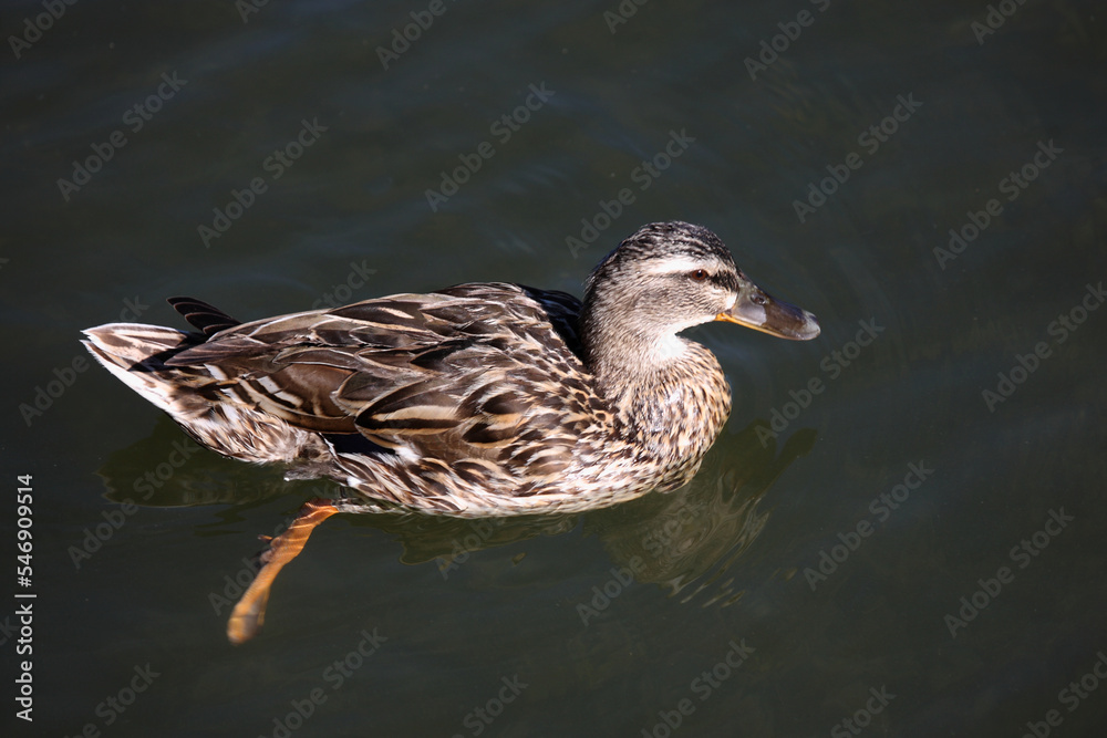 Fototapeta premium Stockente / Mallard / Anas platyrhynchos