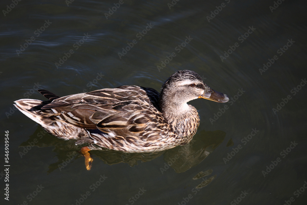 Stockente / Mallard / Anas platyrhynchos Stockente / Mallard / Anas platyrhynchos