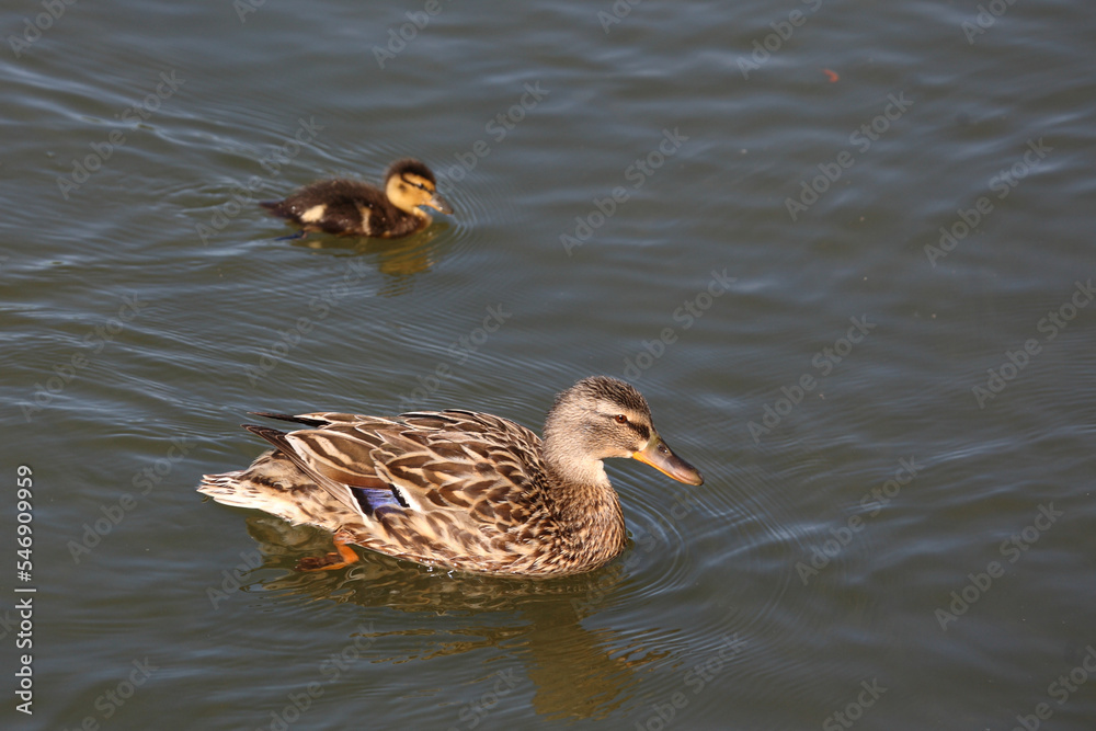 Stockente / Mallard / Anas platyrhynchos.