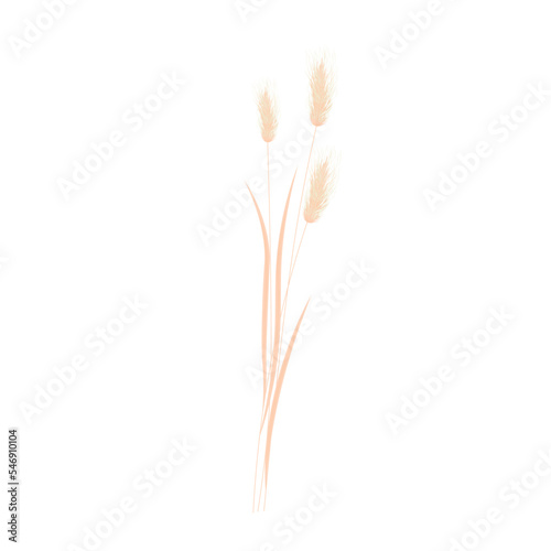 Beige bunny tail grass. dried lagurus grass. a bouquet of dried flowers. Vector stock illustration. Isolated on a white background.