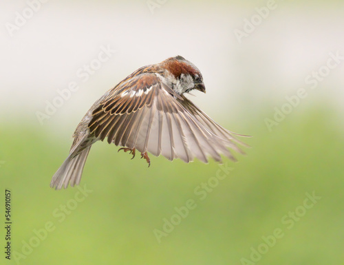 House sparrow in flight withe green background
