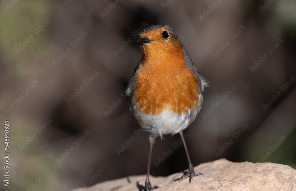 European Robin (Erithacus rubecula) perching on a rock European Robin (Erithacus rubecula) perching on a rock