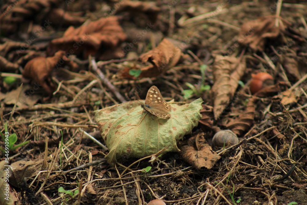speckled wood butterfly macro photo