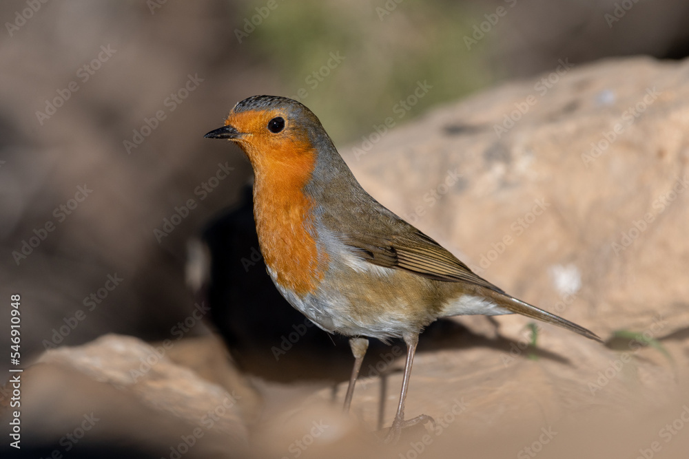 Fototapeta premium European Robin (Erithacus rubecula) perching on a rock