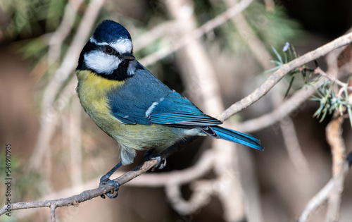 North Africain blue tit perching on a tree