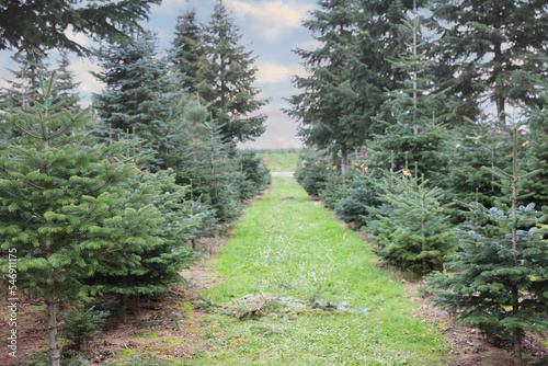 Christmas tree market in europe, green bio fir christma trees for sale during holiday season