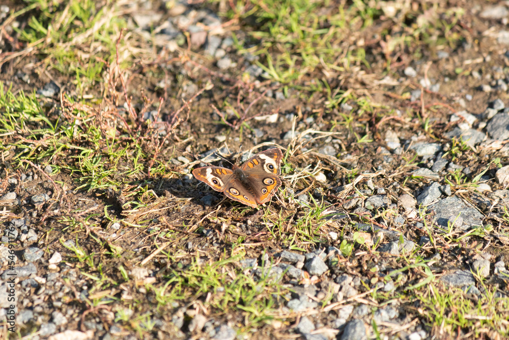 This is a picture of a common buckeye butterfly. This little flying insect seemed to follow me on my hike for the day. I love the look of eyes in the wings. The fluffy body looked like a teddy bear. This is a picture of a common buckeye butterfly. This little flying insect seemed to follow me on my hike for the day. I love the look of eyes in the wings. The fluffy body looked like a teddy bear.