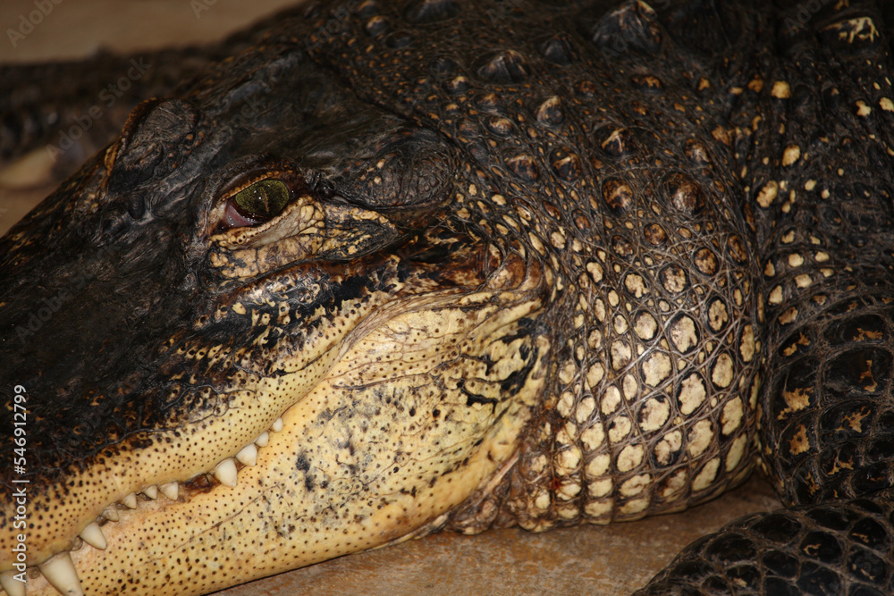 Obraz premium Mississippi-Alligator oder Hechtalligator / American alligator / Alligator mississippiensis