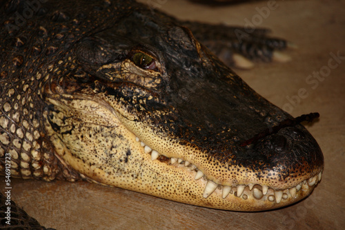 Mississippi-Alligator oder Hechtalligator / American alligator / Alligator mississippiensis photo