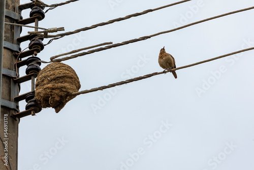 The clay house of Rufous Hornero also know as Joao de Barro built on power wire . Species Furnarus rufus. Bird lover. Birdwtching. Animal world. Birding. Nest. photo