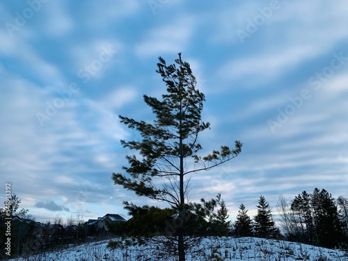 tree in sky