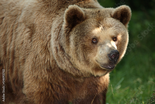 Wallpaper Mural Europäischer Braunbär / European brown bear/ Ursus arctos arctos Torontodigital.ca