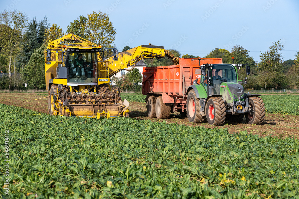 Récolte de betterave à sucre. Vidange de la trémie dans la remorque ...