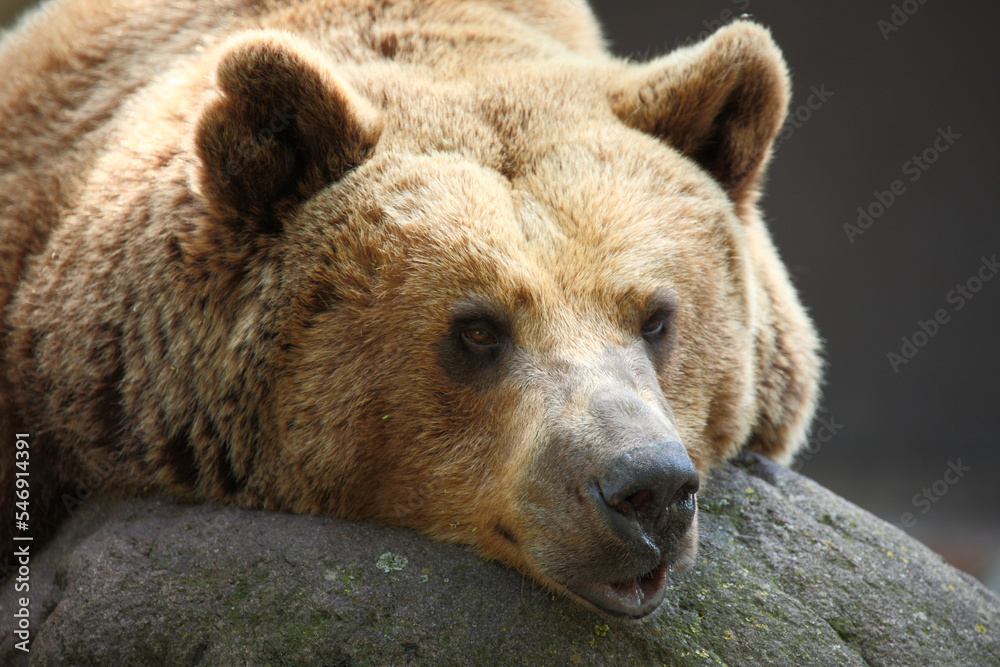 Europäischer Braunbär / European brown bear/ Ursus arctos arctos Europäischer Braunbär / European brown bear/ Ursus arctos arctos