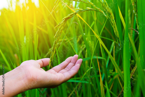 A woman farmer's hand is touching the fertile stalk with tenderness.