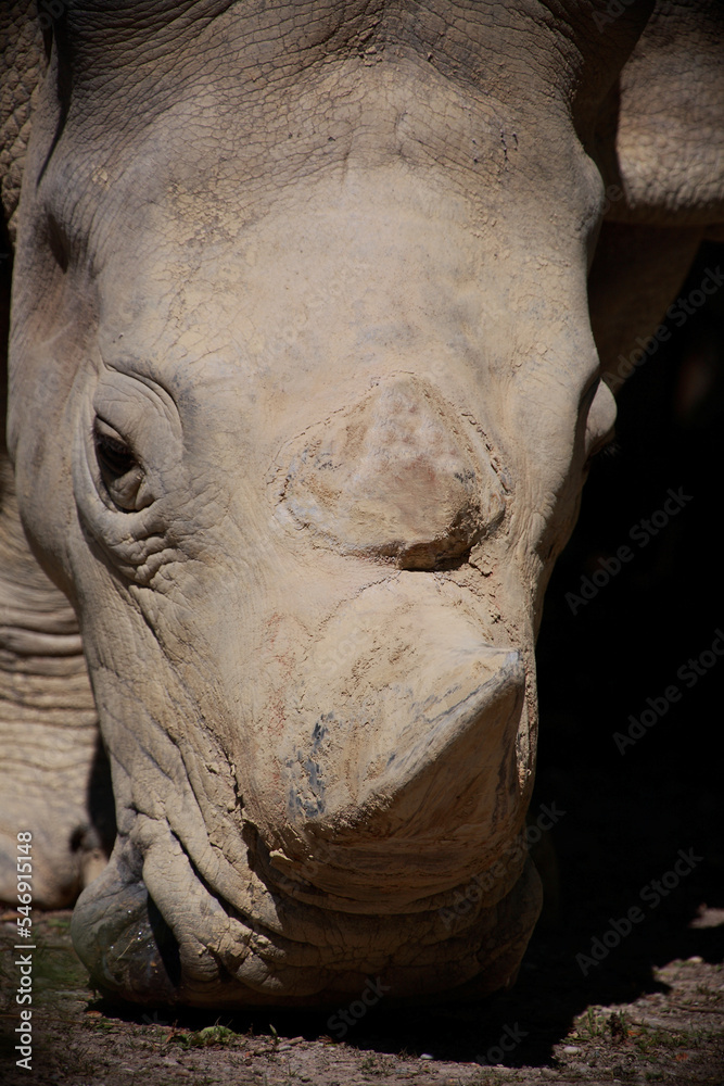 Breitmaulnashorn / Square-lipped rhinoceros / Ceratotherium simum Breitmaulnashorn / Square-lipped rhinoceros / Ceratotherium simum