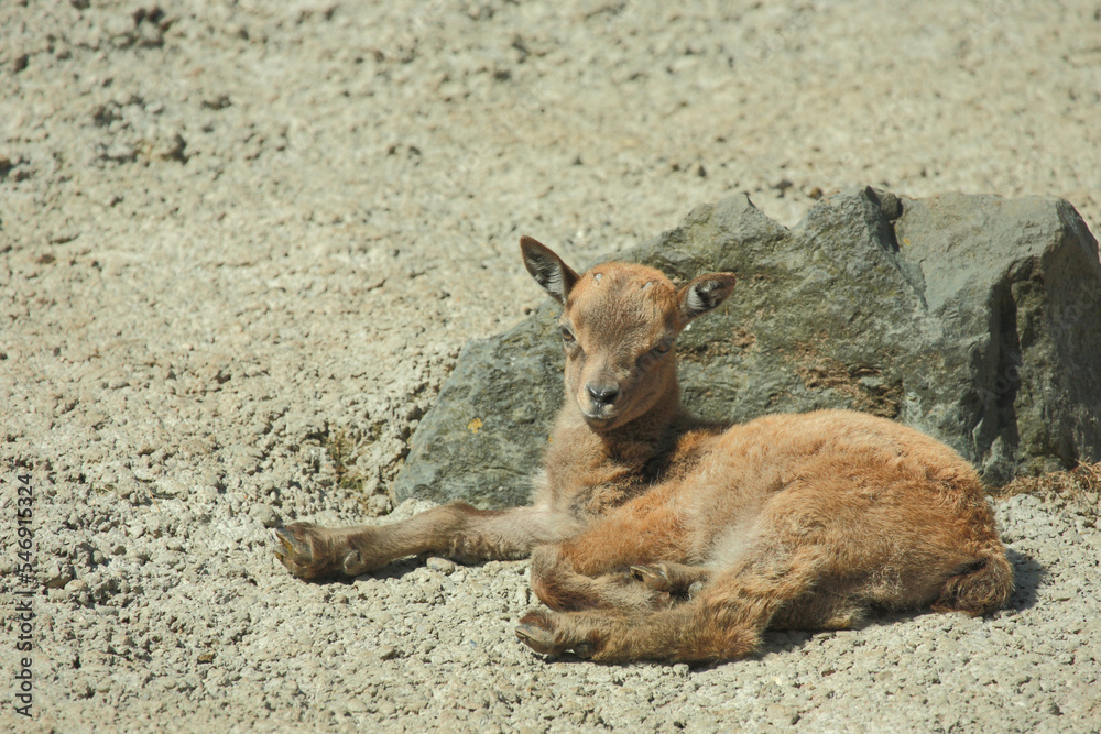 Fototapeta premium Daghestanischer Tur / East Caucasian tur / Capra ibex cylindricornis