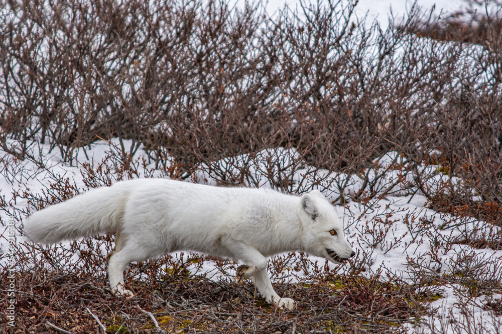 artic fox running