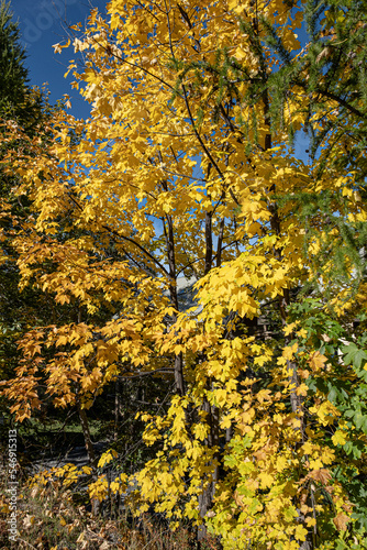 Trees in autumn fall season as seen in the mountains near Briancon in the Provence-Alpes-Côte d'Azur region in Southeastern France, France