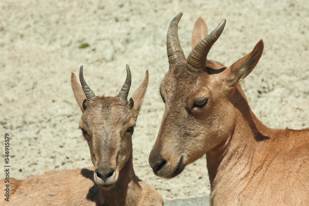 Daghestanischer Tur / East Caucasian tur / Capra ibex cylindricornis Daghestanischer Tur / East Caucasian tur / Capra ibex cylindricornis