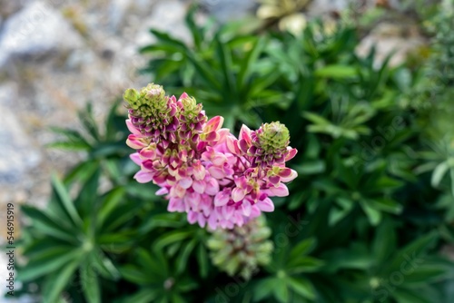 Closeup shot of blooming bright pink lupine flowers