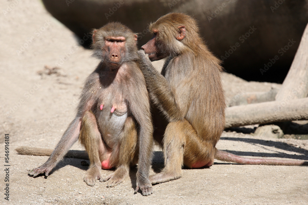 Mantelpavian / Hamadryas baboon / Papio hamadryas. Mantelpavian / Hamadryas baboon / Papio hamadryas.