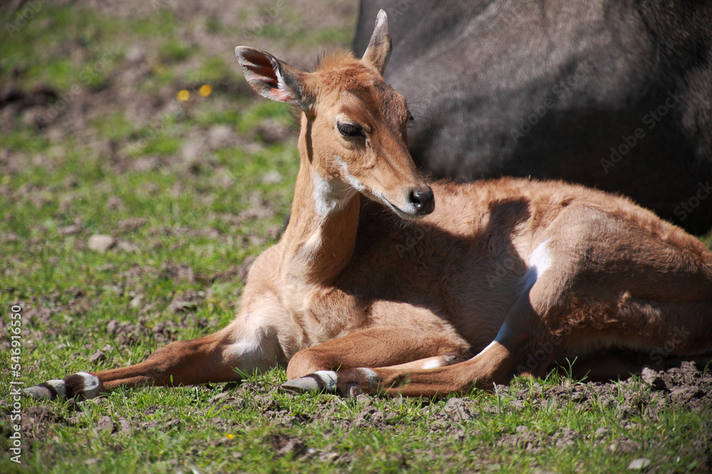 Nilgauantilope / Nilgai antelope / Boselaphus tragocamelus. Nilgauantilope / Nilgai antelope / Boselaphus tragocamelus.