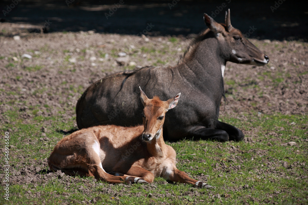 Nilgauantilope / Nilgai antelope / Boselaphus tragocamelus. Nilgauantilope / Nilgai antelope / Boselaphus tragocamelus.