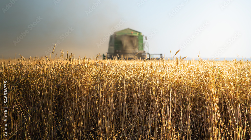 Fototapeta premium Harvester working in wheatfield at sunset.